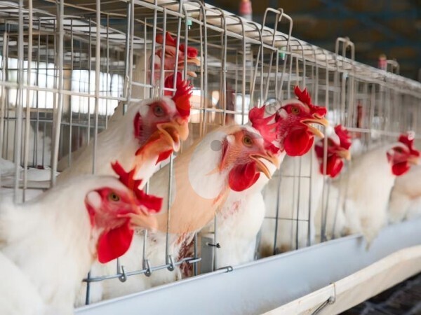 A type battery cage 1 (2)