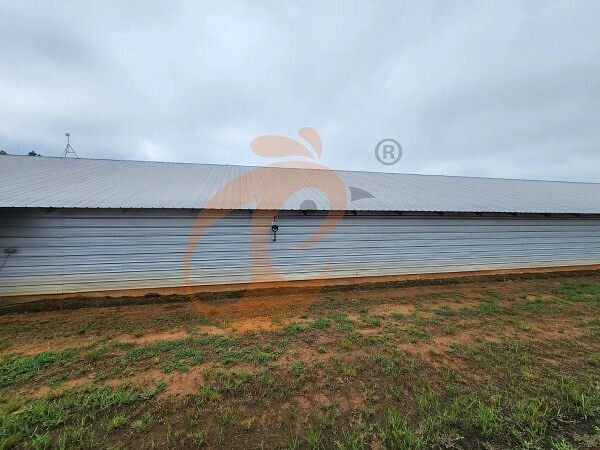 poultry farm (4)