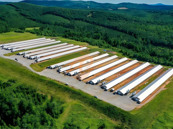 Prefab steel poultry house (12)