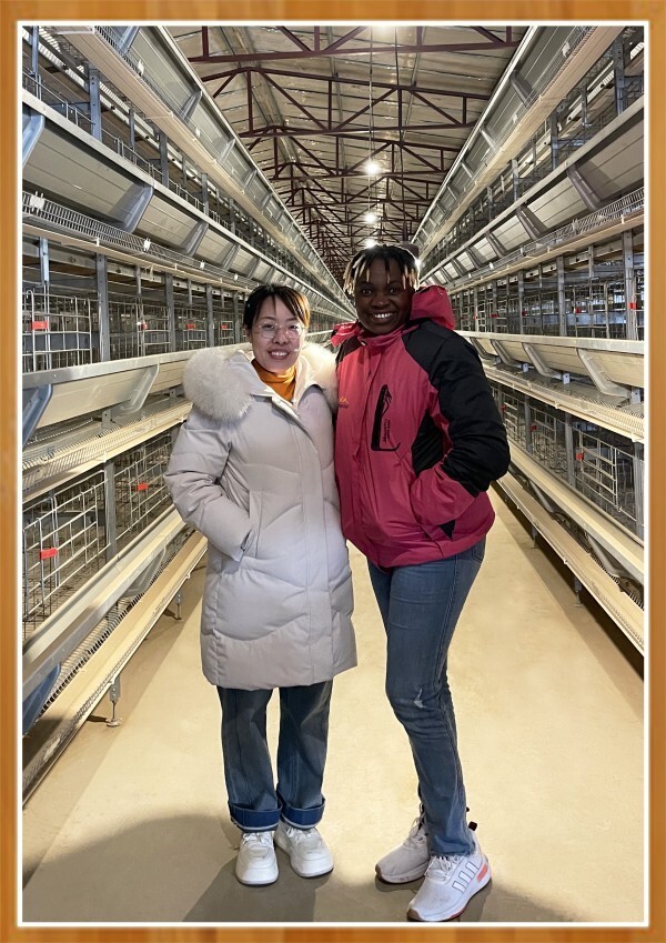 battery cage and poultry farm equipment supplier (12)