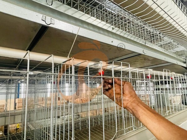 Ethiopia Branch Offer Poultry Farm Business Plan, Manufacture Poultry Farm Equipment