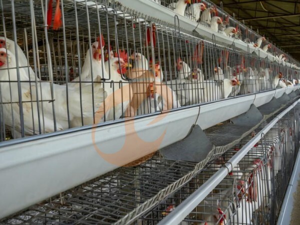 chicken battery cage poultry farm  (3)