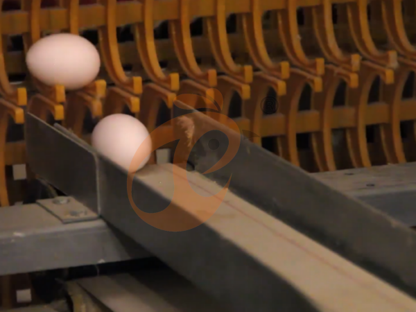 Top Poultry Farm Equipment List In Nigeria: Best Tools To Boost Your Farm Profit