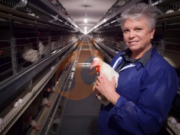 What Is Included In An Ethiopian Poultry Cage Quotation? 6 Must-Check Items