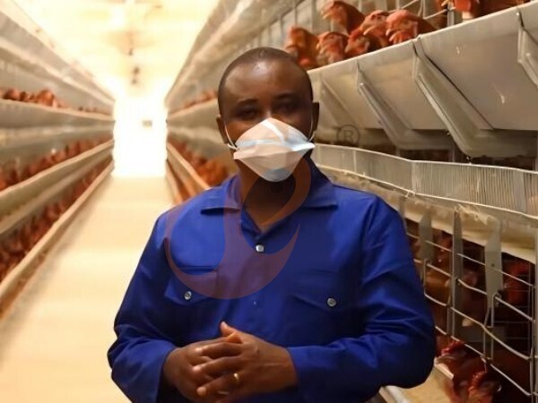 How Much Does A Layer Chicken Cage System Cost In Ethiopia In 2026? 5 Updated Insights