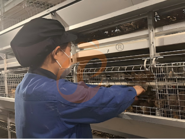 Cheap Vs Heavy-Duty Poultry Cage In Ethiopia: Which Saves More Cost Long-Term?