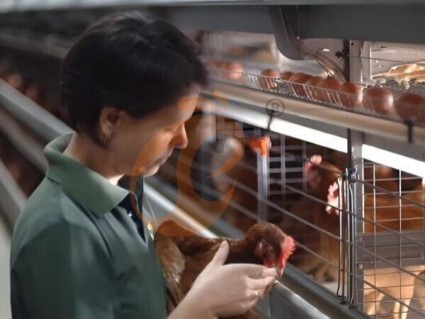 Why High-Density Ethiopian H Type Chicken Cages Improve Space Efficiency