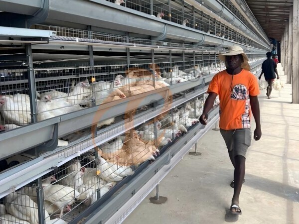 Nigeria Battery Cage Advantages: 5 Smart Ways To Optimize Egg Production ROI