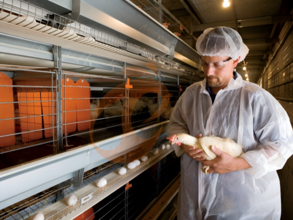 Manual Vs Automatic Poultry Cage System Cost In Ethiopia: 6 Budget Comparisons