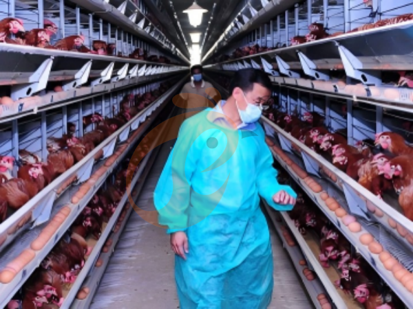 How To Clean An A Type Poultry Cage System Efficiently In Nigeria? 6 Time-Saving Tips