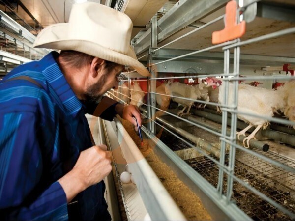 3-Tier Vs 4-Tier A Type Battery Cage System In Nigeria: Which Has Higher Efficiency?