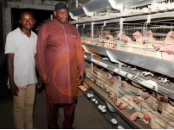 Nigeria Layer Chicken Cage 2026: Optimal Dimensions, Practical Design And Structure