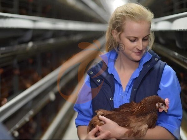 How To Choose The Right Size Of An A Type Chicken Cage System In Ethiopia? 5 Buyer Tips