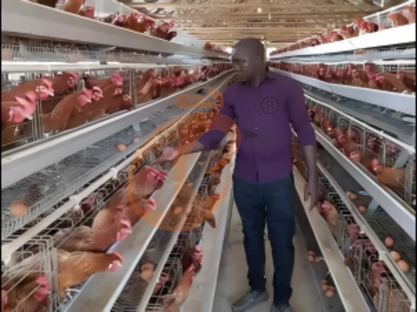 What Feeding System Works Best With An A-Type Chicken Cage System In Ethiopia? 5 Efficient Choices