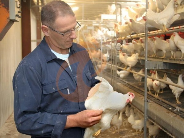 Broiler Poultry Cage 2026: 5 Tips To Improve Production Efficiency