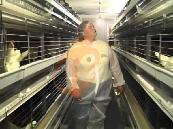 How To Implement Fully Automated Battery Cage Equipment: 4 Effective Tips