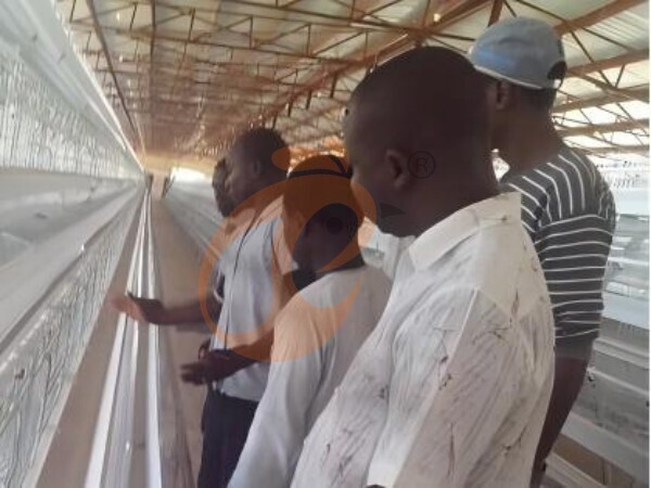 Nigeria Battery Cage: How To Choose A Reliable Manufacturer And One-Stop Solution