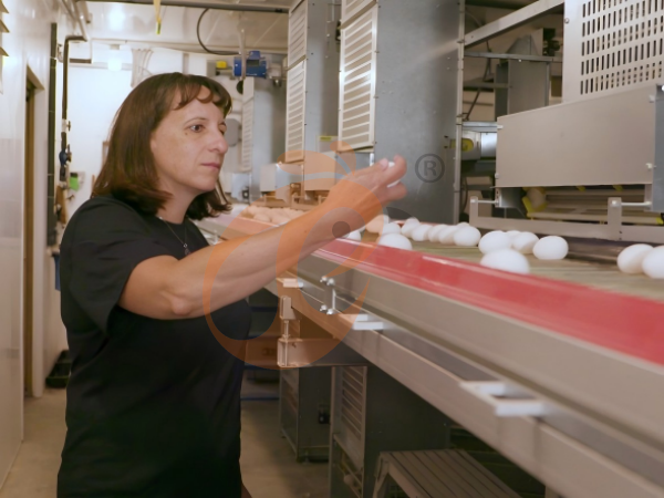 Economy Vs Heavy-Duty A Type Chicken Cage In Ethiopia: Which Is Worth Buying?