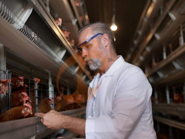 6 Smart Strategies To Upgrade Ethiopia Poultry Farm Equipment