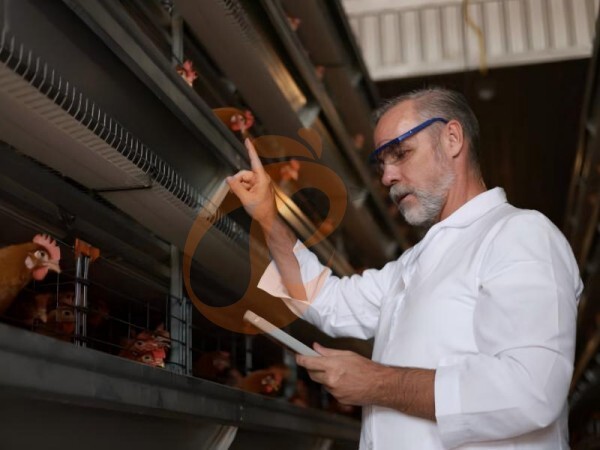 5 Practical Tips For Using Battery Cage Systems For Chicks, Growers, And Layers