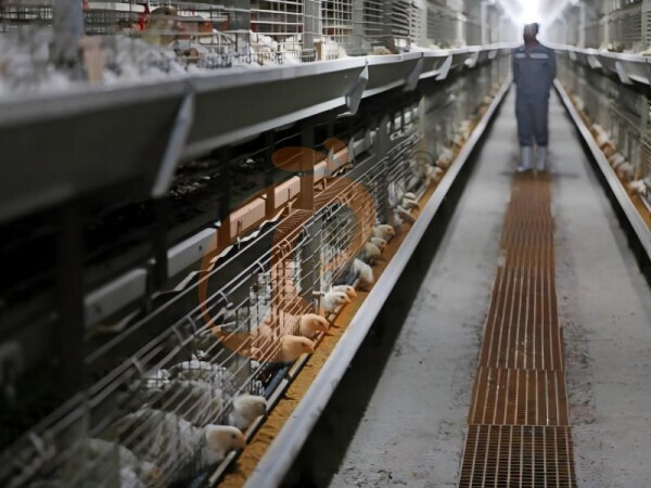 Nigeria Poultry Farm Equipment: Reduce Operational Costs By 25%