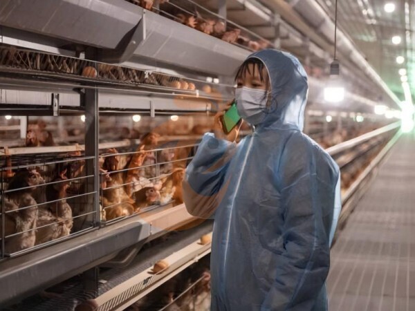 Nigeria Broiler Chicken Cage 2026: Locally Manufactured, Common Types, And Iron Galvanized