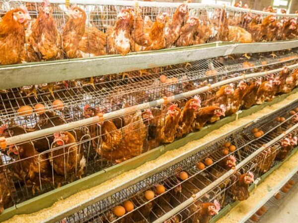 How To Start A Small Poultry Farm Using An A Type Battery Cage In Nigeria? 5 Beginner Steps