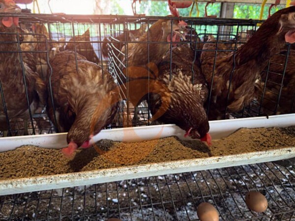 How Much Does An A-Type Chicken Cage Cost For Ethiopian Poultry Farms? 5 Price Ranges