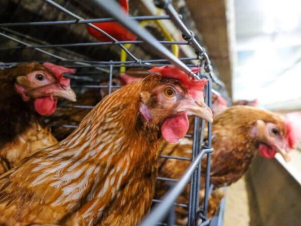 Reducing Feed Waste in Ethiopia | 5 Methods Using A Feed Mixer
