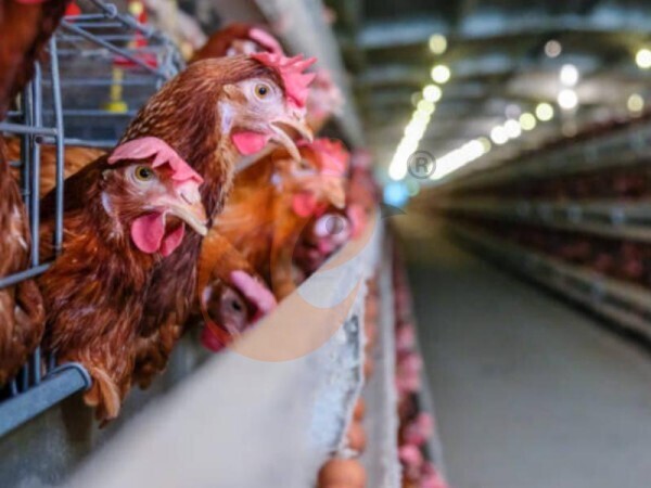 How Do H Type Chicken Cages Improve Egg Production Efficiency In Nigerian Poultry Farms?