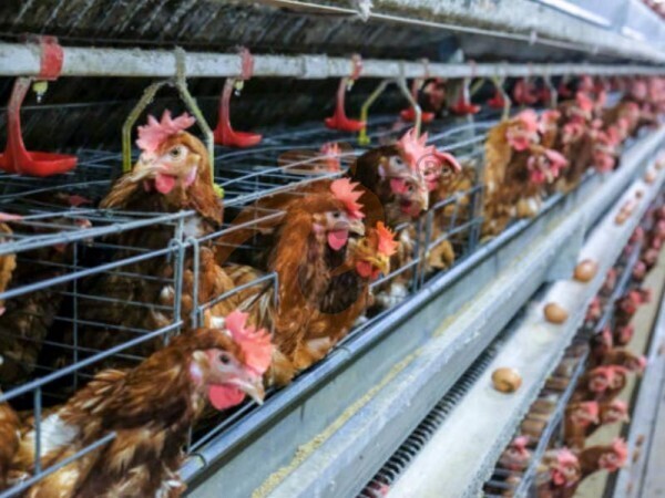 Why Are Galvanized H Type Chicken Cages Ideal For Long-Term Use In Nigerian Poultry Farms?