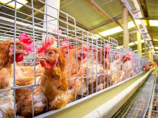 7 Simple Steps To Set Up Efficient H Type Layer Chicken Cage Systems In Nigeria