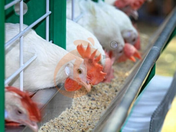Ethiopian Feed Mill Operation | 5 Steps To Run Poultry Feed Efficiently