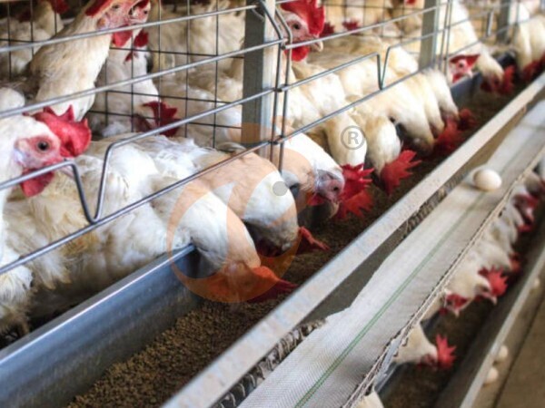 7 Important Checks Before Installing H Type Battery Chicken Cages In Nigeria