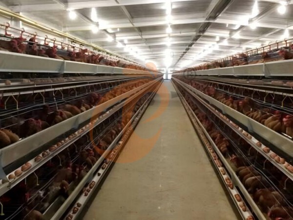 How Many Birds Fit In An A Type Layer Chicken Cage? 5 Accurate Capacity Rules For Ethiopian Farms