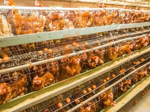 Nigeria Battery Cage For Broiler: Ensures Controlled Climate And Efficient Feeding For Nigerian Poultry Farms