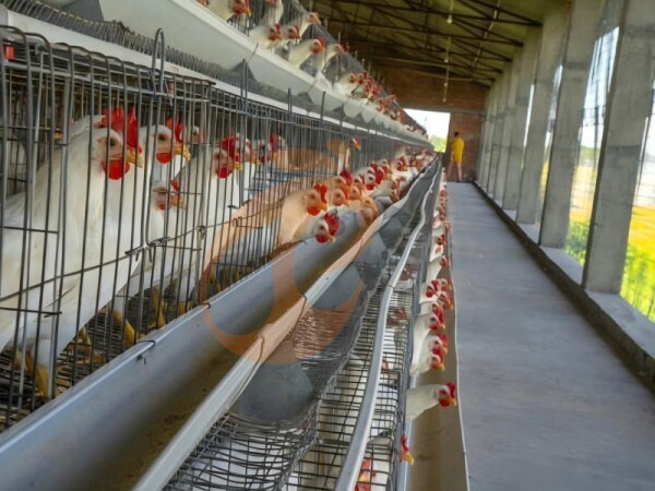 Nigeria Broiler Battery Cage 2026: Material, Efficient Design And Market Price