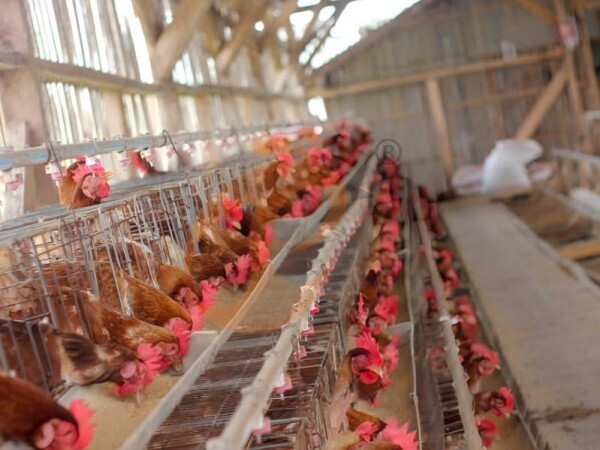 Ethiopian H Type Chicken Cages Cost & ROI | 6 Practical Profit Tips