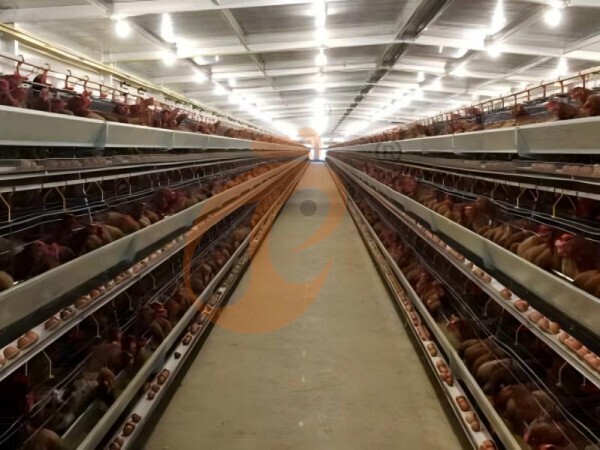 Continuous Vs Batch Pellet Machines In Ethiopia | Which Is More Efficient?