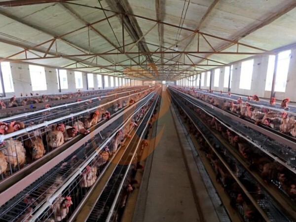 How To Start A Small Poultry Farm Using An A Type Chicken Cage In Ethiopia? 5 Beginner Steps