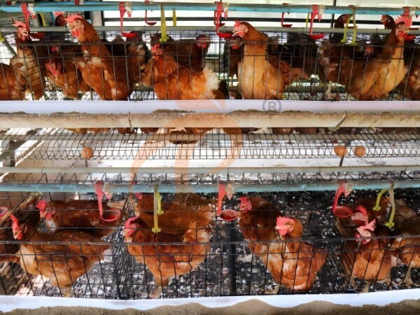 Layer Cage For Sale 2026: Comparing A Type And H Type, 6 Essential Points