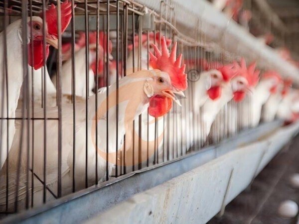 How To Reduce Ethiopian Poultry Cage Investment Cost? 6 Smart Buying Tips