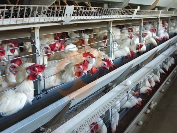 How To Avoid Hidden Costs In Ethiopian Poultry Cage Quotation? 6 Buyer Warnings
