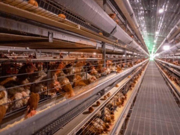 How To Request A Fast Poultry Cage Quotation From An Ethiopian Factory? 5 Simple Steps