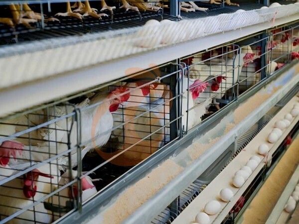 A‑Type Layer Cage System For Startup Farms Or Expansion Projects In Nigeria? 4 Decision Factors
