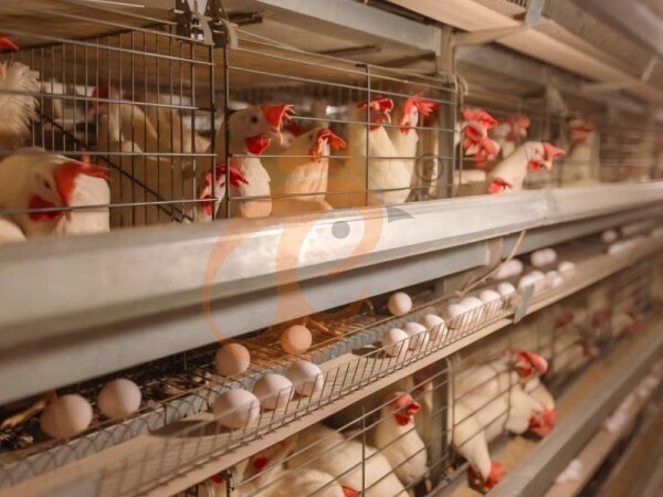 Ethiopia Poultry House: Reduce Power Cost By 20–35%