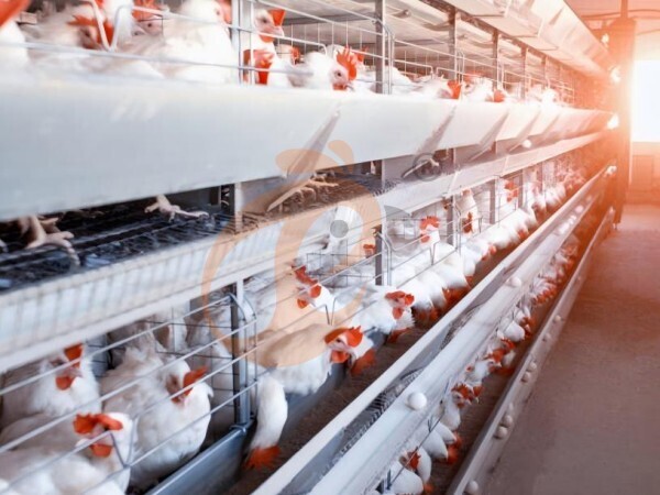 Why Choose H Type Layer Cage Systems For Nigerian Commercial Chicken Farms?
