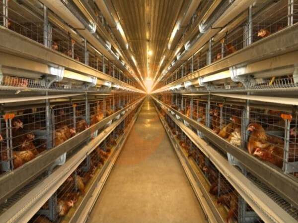 How To Control Feed Waste In An A Type Layer Chicken Cage In Ethiopia? 4 Cost-Saving Methods