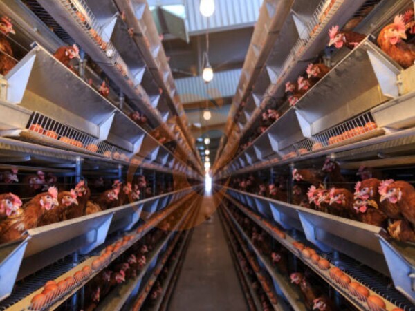 5 Strategic Ways To Improve Nigeria Poultry Farm Feed Efficiency