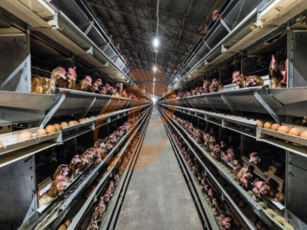 What Is The Daily Management Process For An A Type Poultry Cage System In Ethiopia? 7 Key Steps